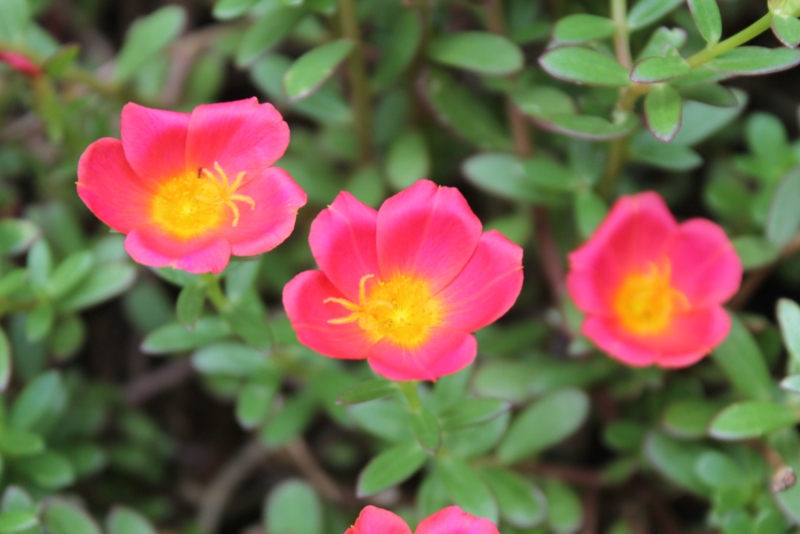 Different Types Of Portulaca Photos Garden Lovers Club
