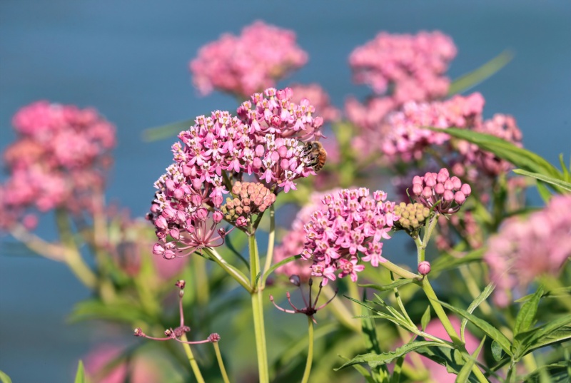 Swamp-milkweed