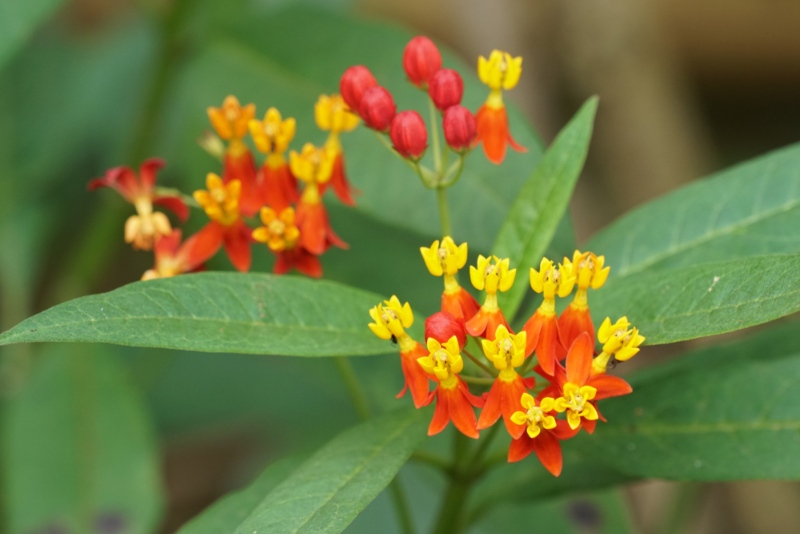 Tropical-milkweed