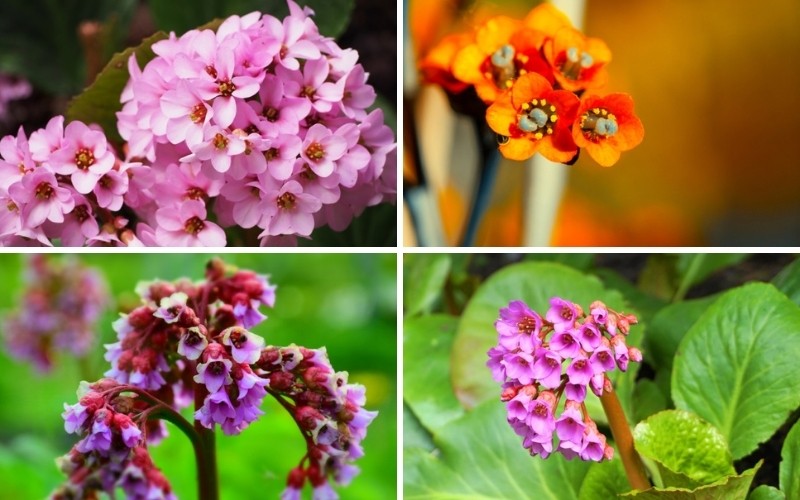 Types of Bergenia