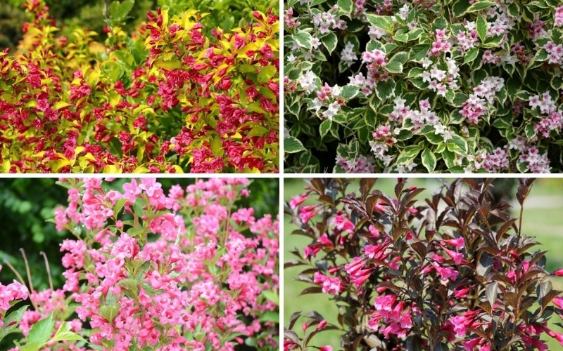 Weigela