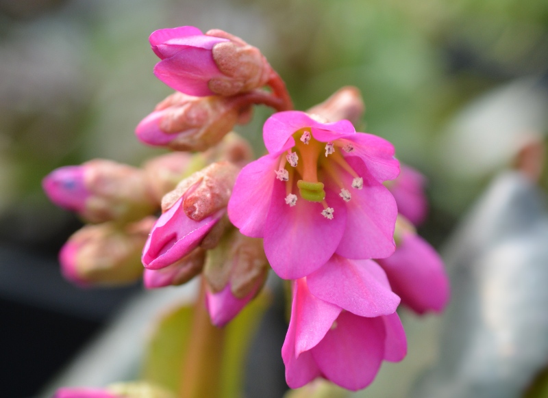 Winterglut-Bergenia