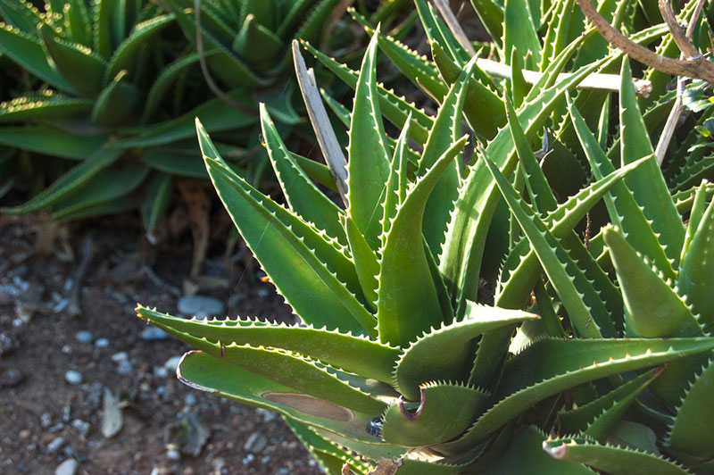 How to Properly Cut an Aloe Vera Plant