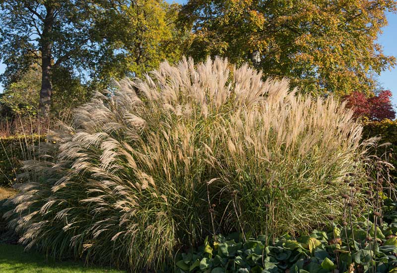 backyard japanese silver grass