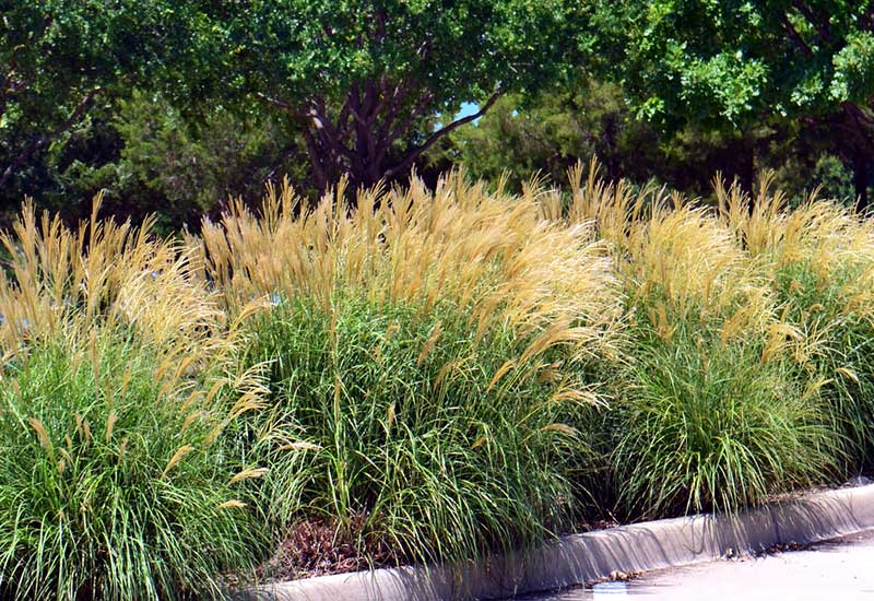 japanese silver grass along sidewalk