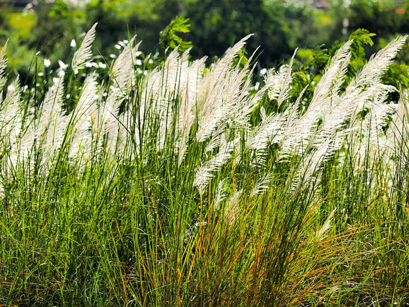 japanese silver grass