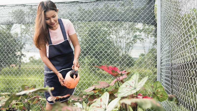 watering Caladium