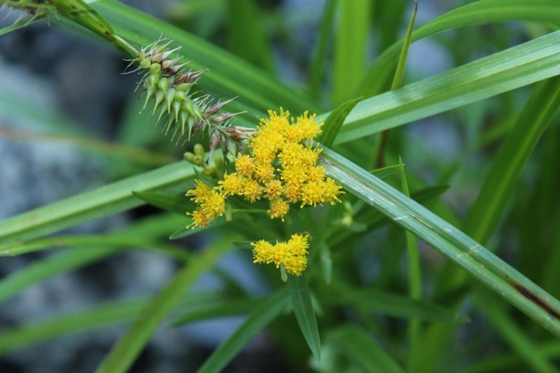 ‘Bog’-goldenrod