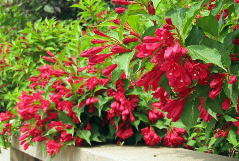 ‘Crimson-Kisses’ Weigela