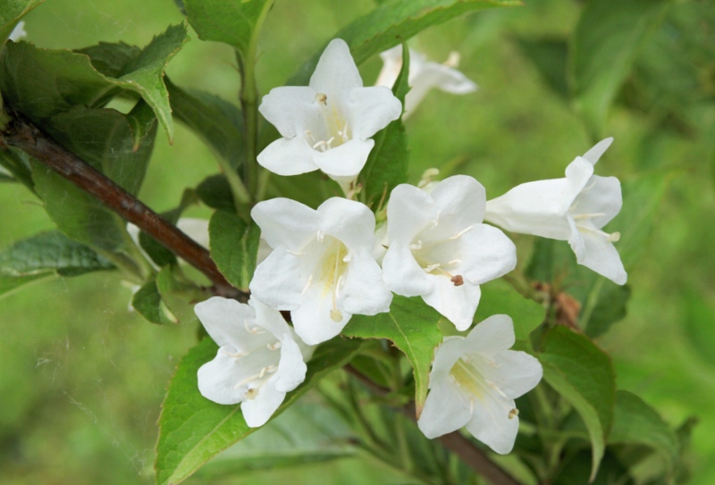 ‘Czechmark-Sunny-Side-Up’ Weigela