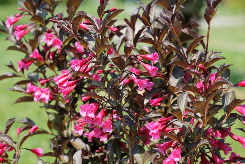 ‘Fine-Wine’ Weigela