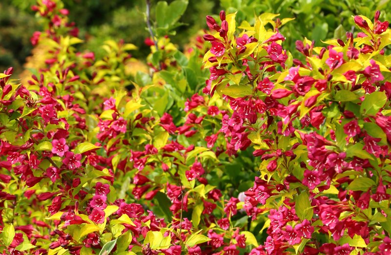 10 Different Types of Weigela Varieties) Garden Lovers Club