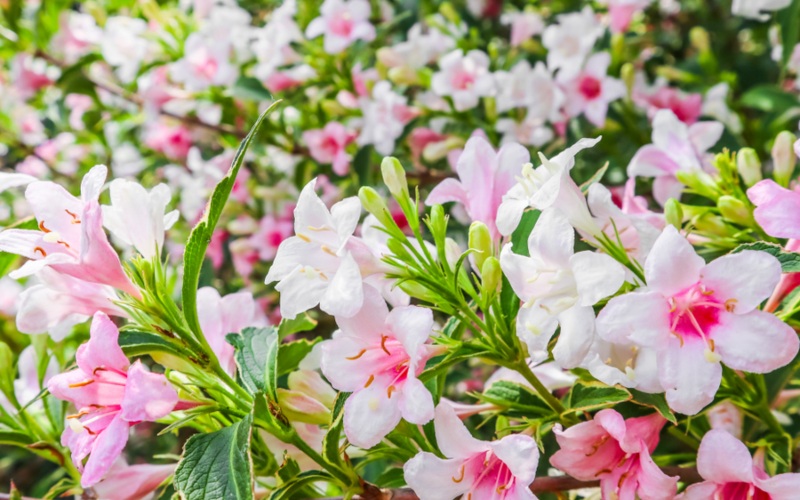 ‘Magical-Fantasy’ Weigela