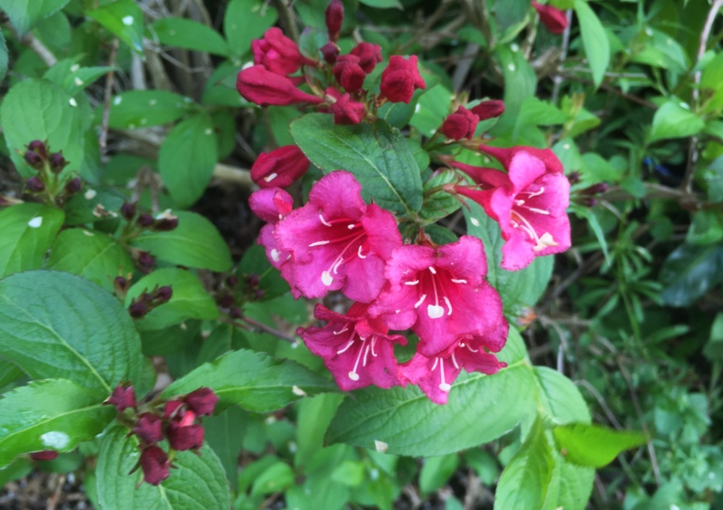 ‘Snippet-Dark-Pink’ Weigela