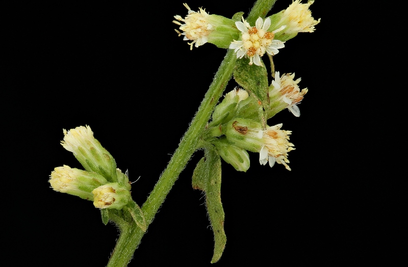 ‘White’-goldenrod