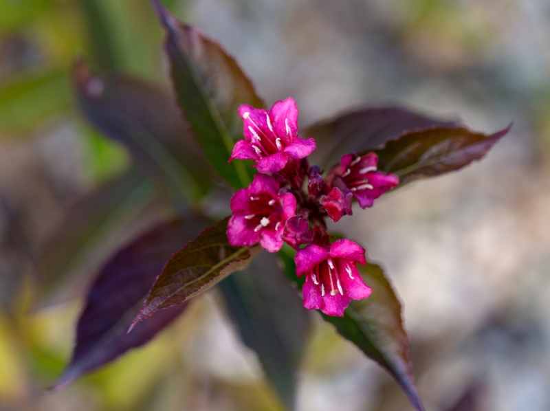 ‘Wine-and-Rose’ Weigela