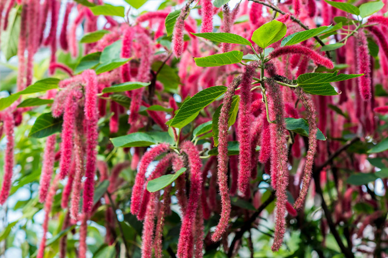 Blooming Chenille Plant