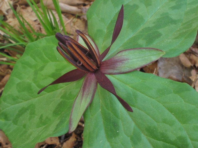 Blue Ridge wake-robin