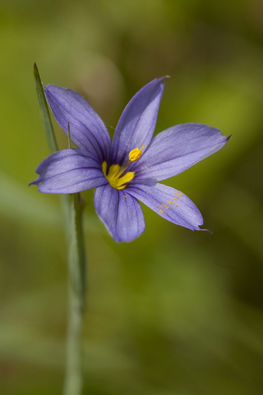 Blue-eyed-grass Sisyrinchium