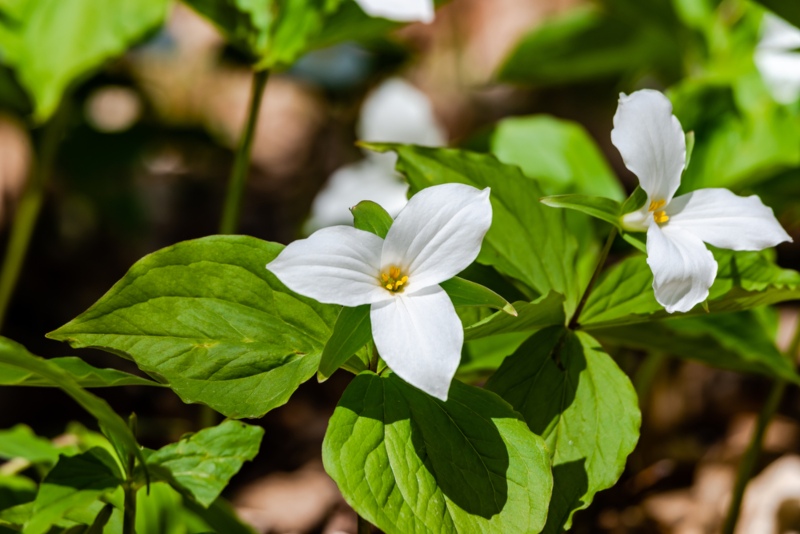 Great-white-trillium