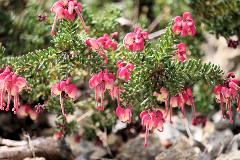 Grevillea-'Coastal-Gems'