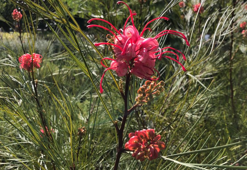 Grevillea 'Long-John’