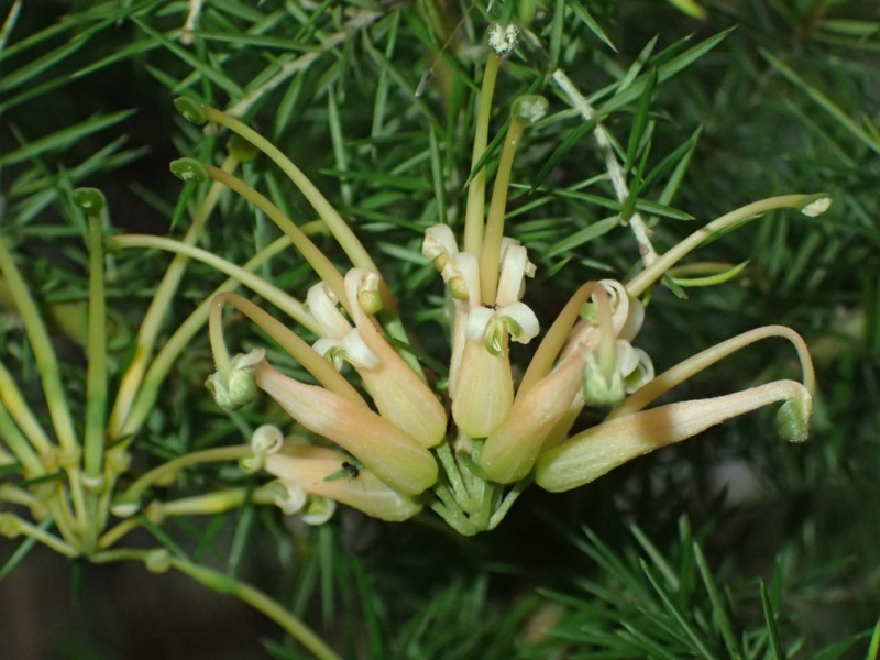 Grevillea-‘Gold-Clusters’