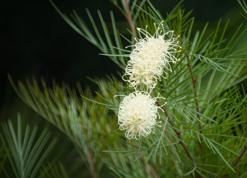 Grevillea-‘Moonlight’