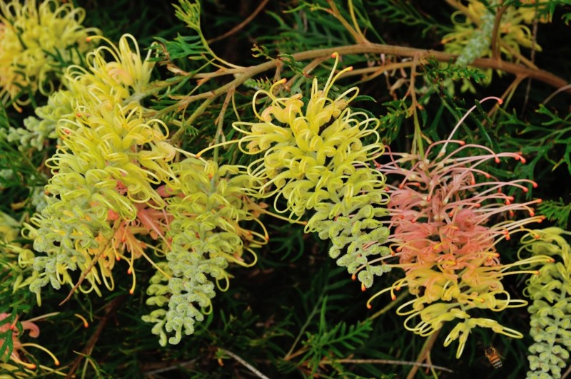 Grevillea-‘Peaches-and-Cream’