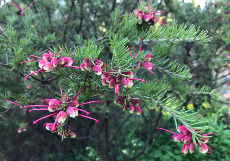 Grevillea ‘Rosemary’