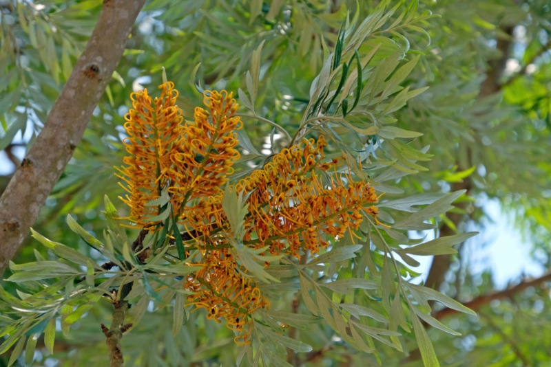 Grevillea-‘Silky-Oak’