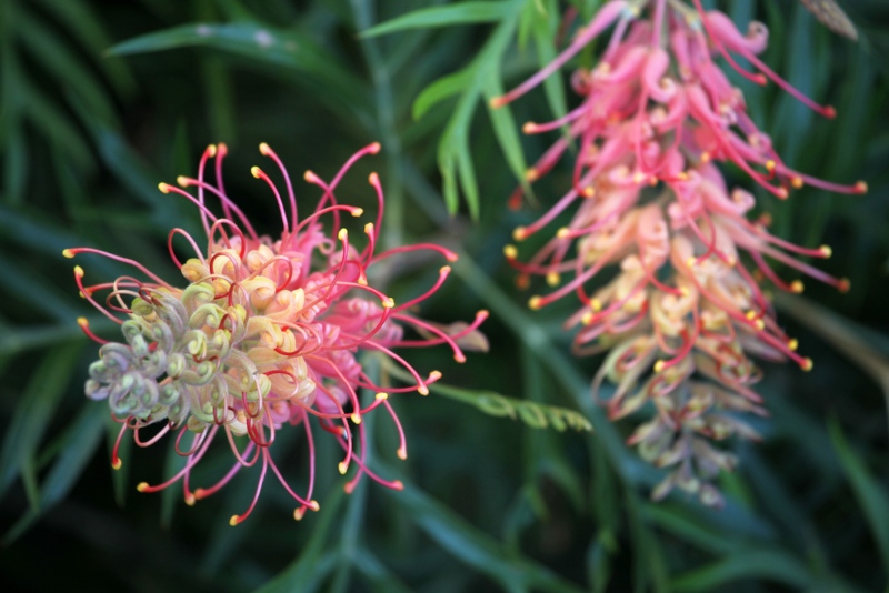 Grevillea-‘Superb’