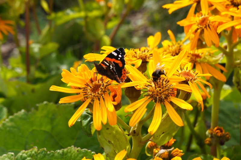 Ligularia ‘Desdemona’