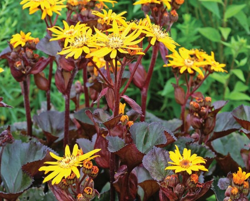 Ligularia ‘BBQ-Banana’