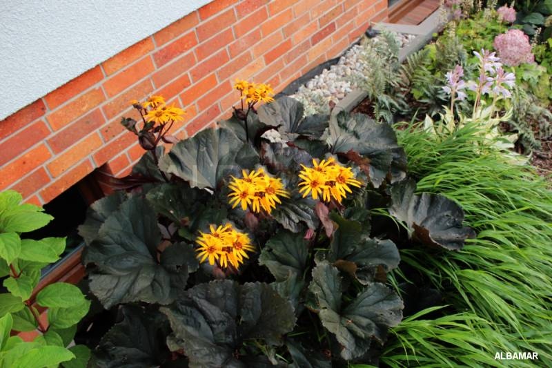 Ligularia ‘Dark-Beauty’