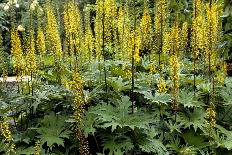 Ligularia ‘Dragon-Wings’