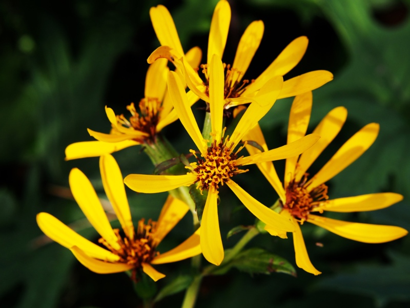 Ligularia ‘Gregynog-Gold’