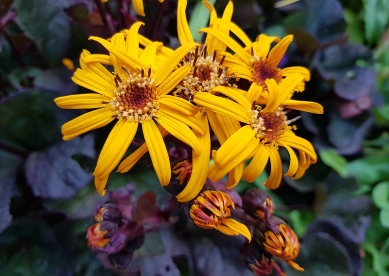 Ligularia ‘King-Kong’