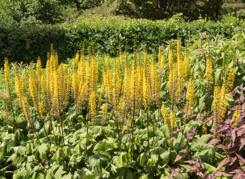 Ligularia ‘Little Rocket’