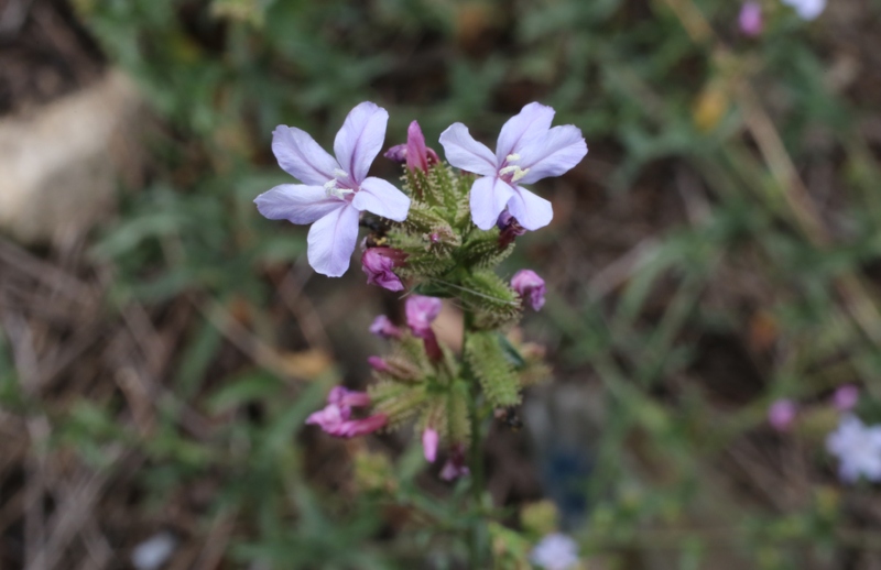 P. europaea