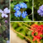 Plumbago