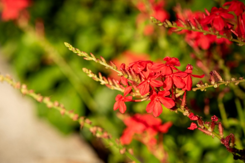 Plumbago-indica