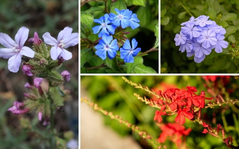 Plumbago