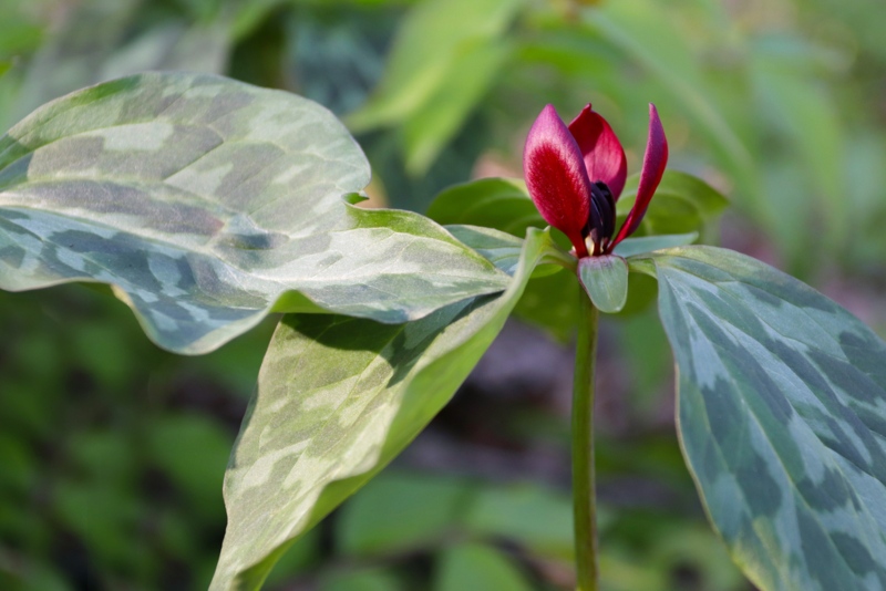 Prairie-trillium