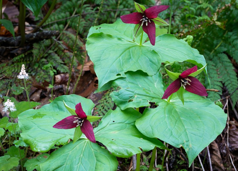 Southern-red-trillium