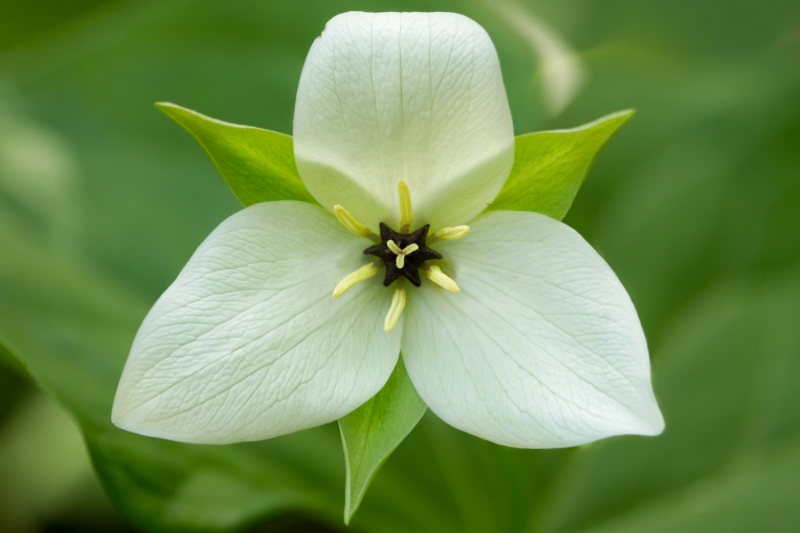 Sweet-white-trillium