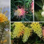 Types of Grevillea