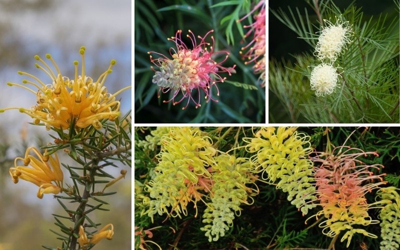 Types of Grevillea