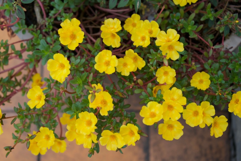 Yellow-Purslane