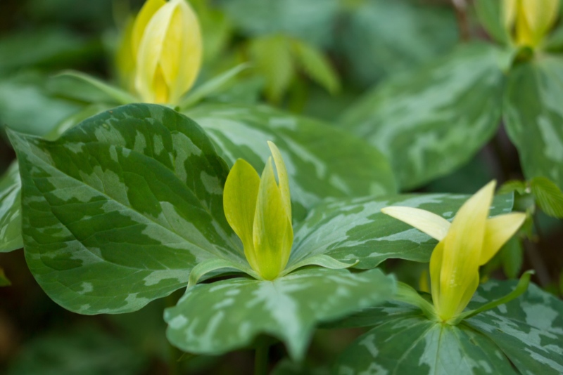 Yellow-trillium